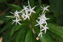 Alstonia venenata